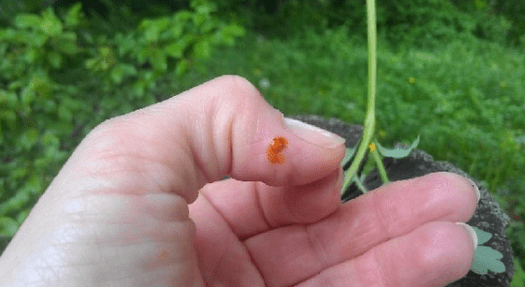 Candelina gegen Papilloma